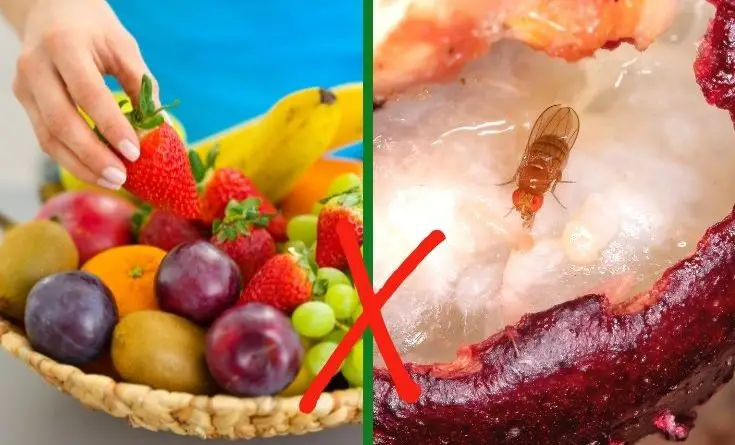 how to get rid of fruit flies fast