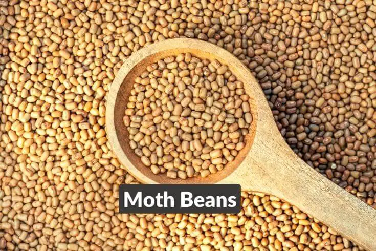 turkish gram in hindi moth beans