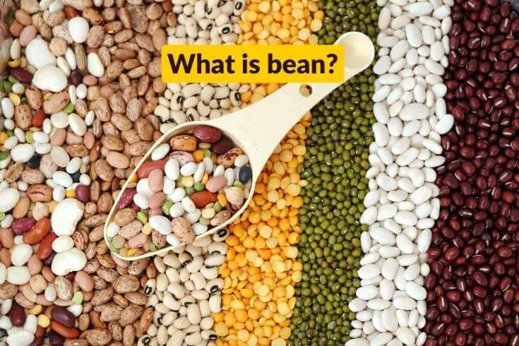 What is bean
