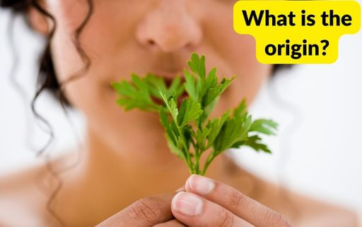 origin of herbs