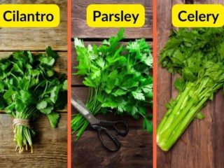 difference between cilantro , celery and parsley