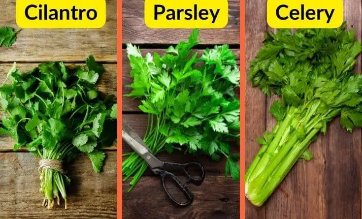 difference between cilantro , celery and parsley