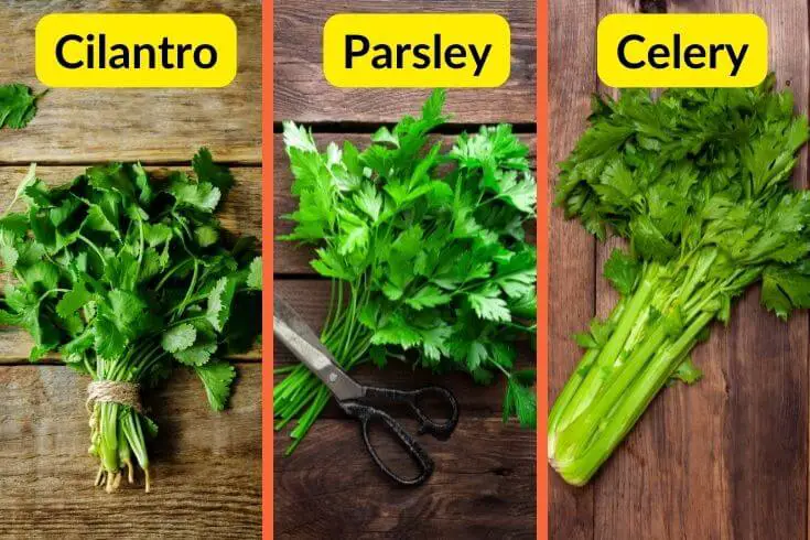 difference between cilantro , celery and parsley