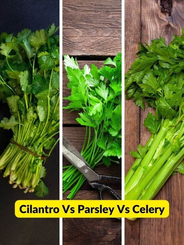 What is the difference between cilantro , parsley and celery