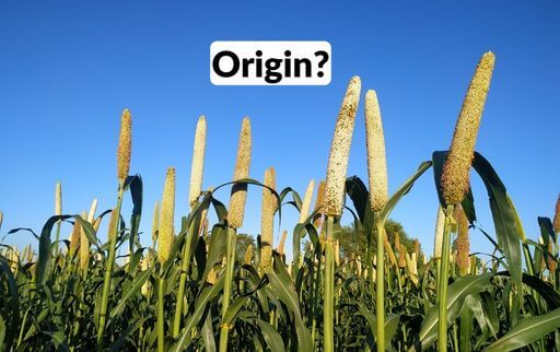origin of pearl millet