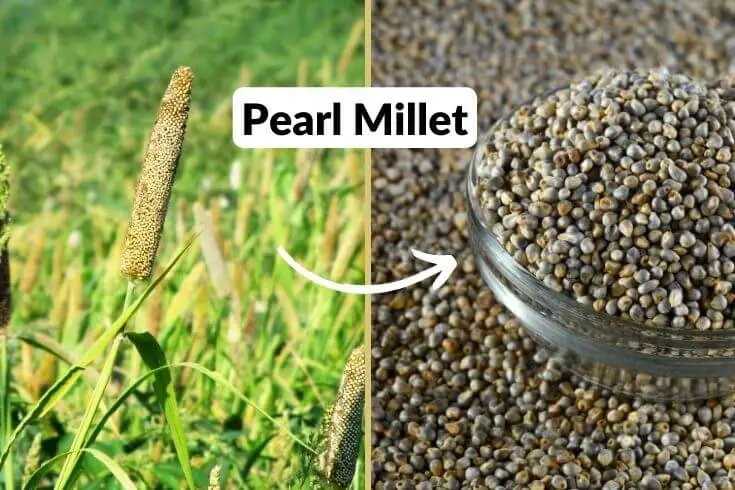 pearl millet , bajra , what is bajra