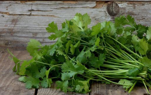 How to pick cilantro leaves quickly