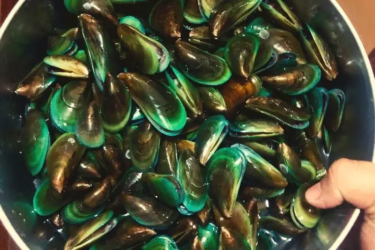 Keep mussels in freshwater