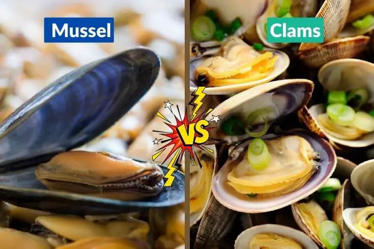 Mussel Vs Clams