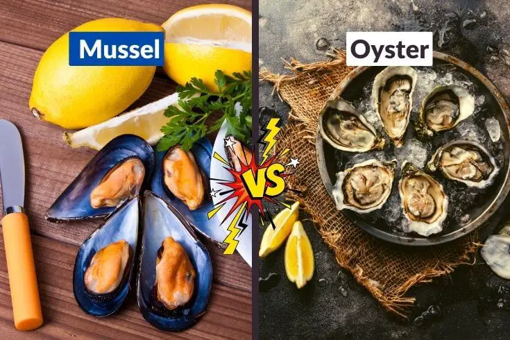 Mussel Vs Oyster