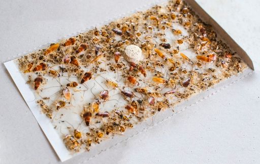 Use sticky traps and bait traps to get rid of cockroaches