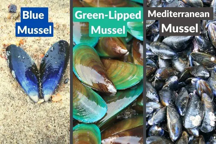 type of mussel blue mussel green lipped mussel mediterranean musse