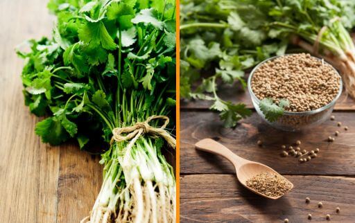 Cilantro Vs Coriander : What is the difference 