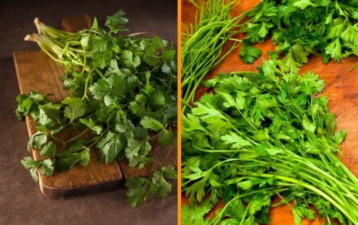 Cilantro Vs Parsley : What is the difference