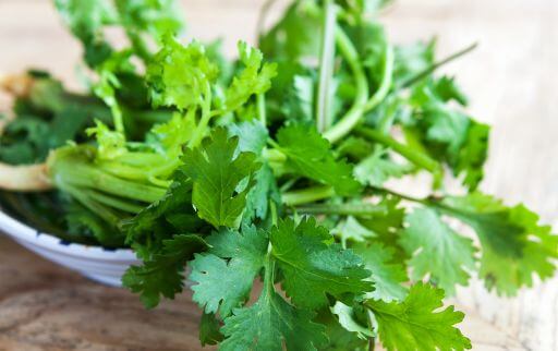 How to buy fresh Coriander leaves