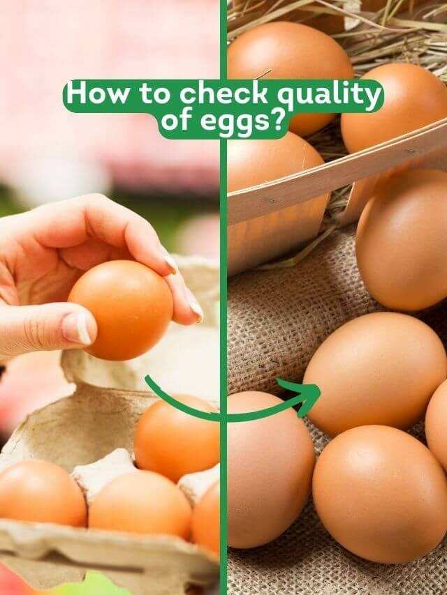 Kitchen tips : How to check quality of eggs at home