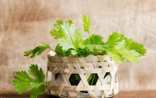 What are Coriander leaves