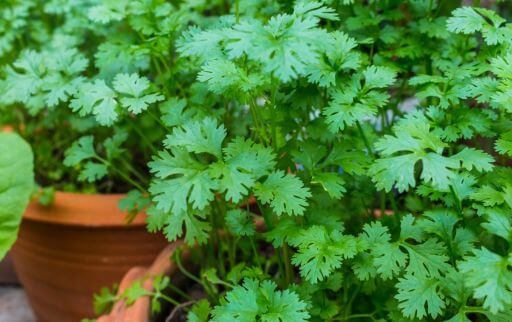 What can i substitute for coriander leaves