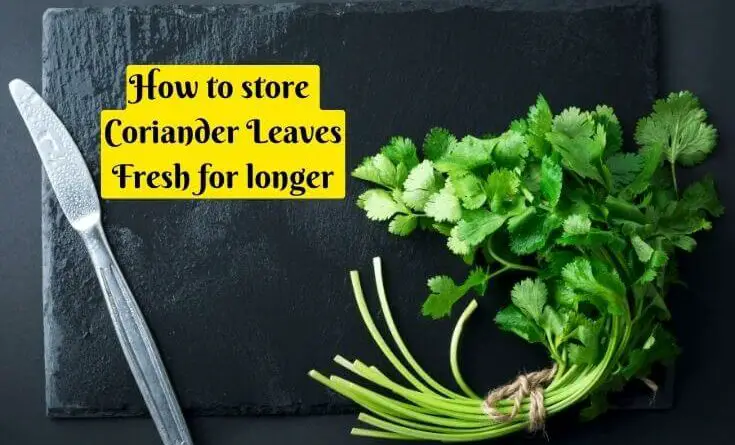 Kitchen tips on how to store coriander leaves fresh for longer