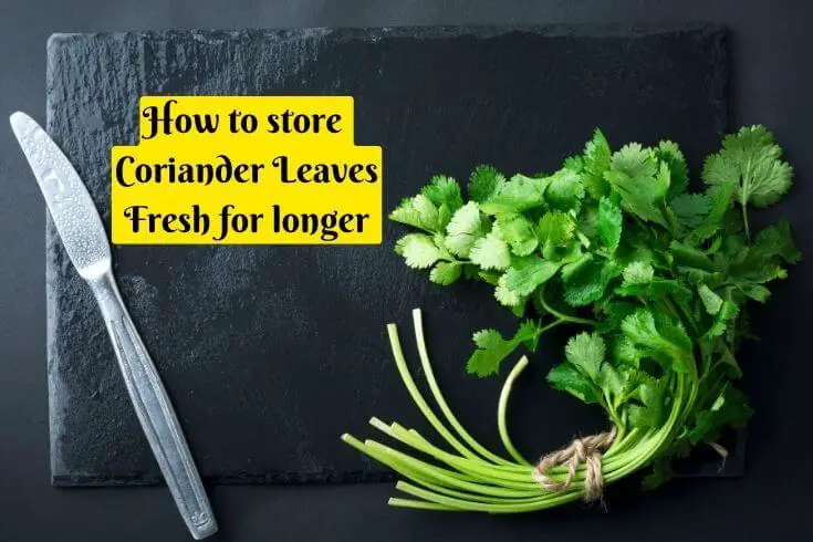 Kitchen tips on how to store coriander leaves fresh for longer
