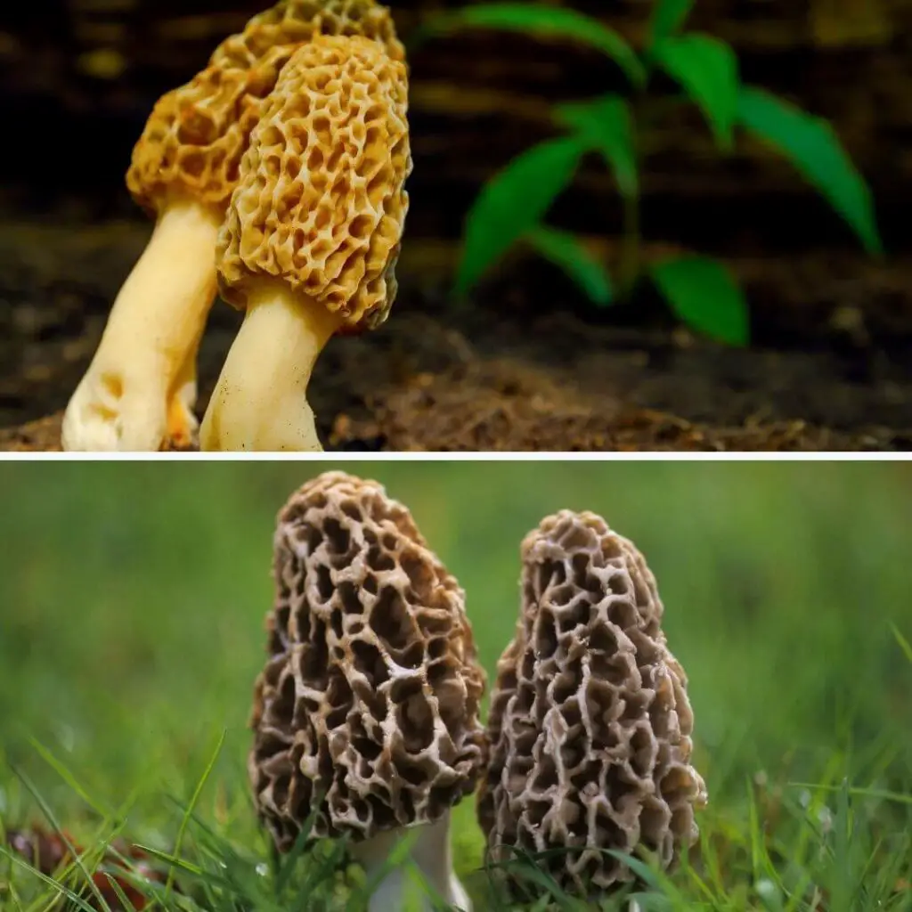 types of morel mushrooms