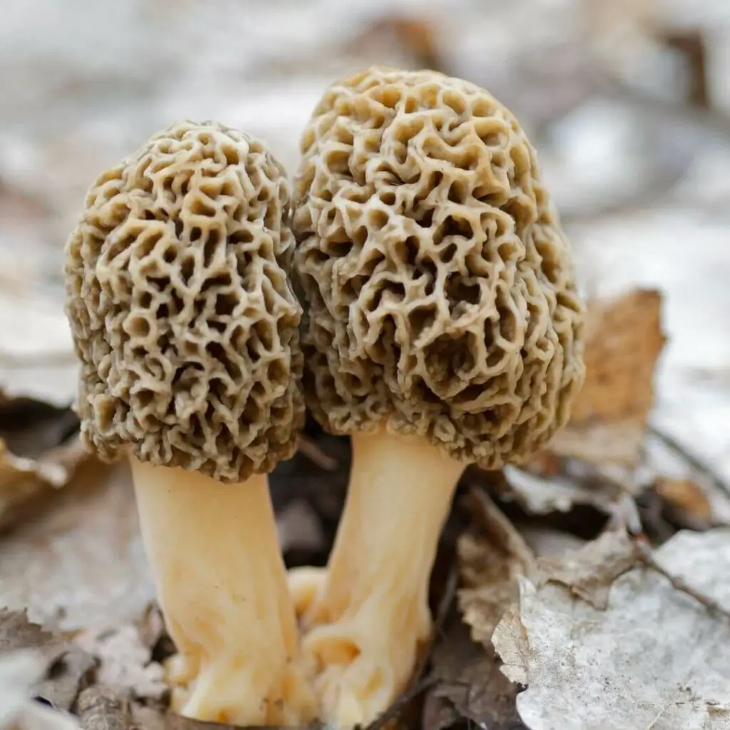 What Are Morel Mushrooms 1