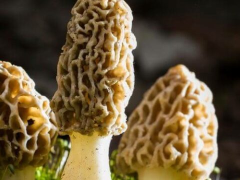 what are morel mushrooms , how to use morel mushrooms