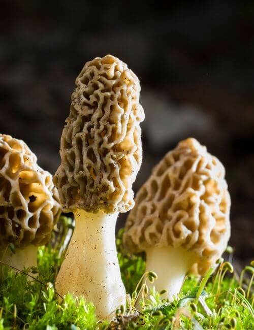 what are morel mushrooms , how to use morel mushrooms