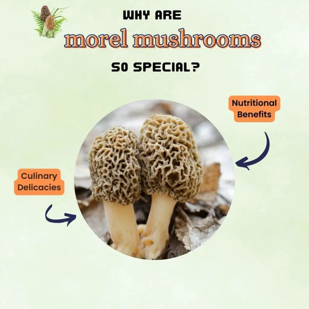 why are morel mushrooms so special