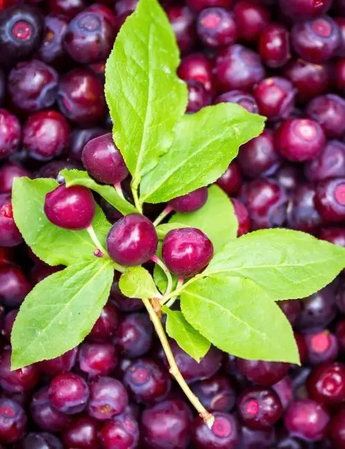 What Is a Huckleberry